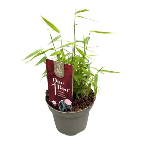 JUNAVERA Fargesia Jiuzhaigou 1 | Rode bamboe | 10 cm pot