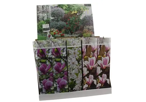 JUNAVERA Magnolia x soulangeana assorti | Verkoop per stuk | 20 tot 30 cm hoog | 9 cm pot