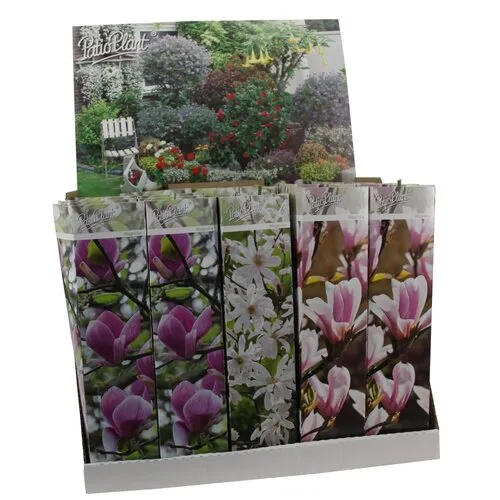 JUNAVERA Magnolia x soulangeana assorti | Verkoop per stuk | 20 tot 30 cm hoog | 9 cm pot