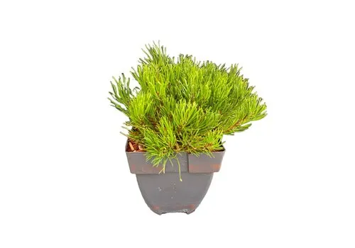 JUNAVERA Pinus mugo subsp. mugo | Bergden | 35 cm hoog | 17 cm pot