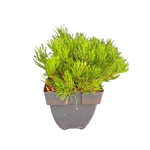 JUNAVERA Pinus mugo subsp. mugo | Bergden | 35 cm hoog | 17 cm pot