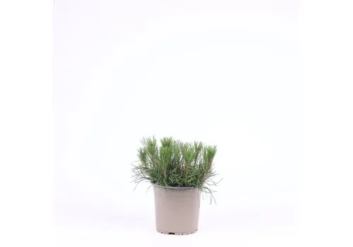 JUNAVERA Pinus mugo var. pumilio | 15 cm hoog | 15 cm pot