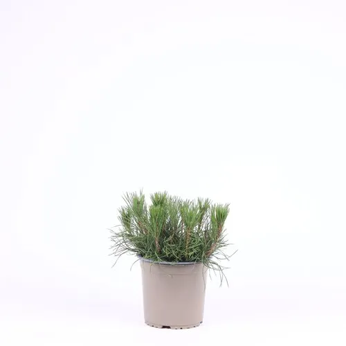JUNAVERA Pinus mugo var. pumilio | 15 cm hoog | 15 cm pot