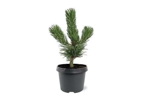 JUNAVERA Pinus nigra | Zwarte den | 35 cm hoog | 19 cm pot
