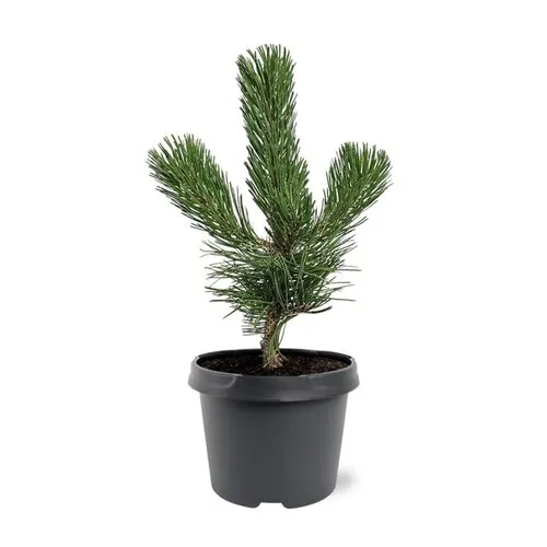 JUNAVERA Pinus nigra | Zwarte den | 35 cm hoog | 19 cm pot