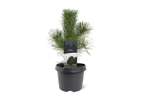 JUNAVERA Pinus nigra subsp. nigra | zwarte den | 45 cm hoog | 19 cm pot