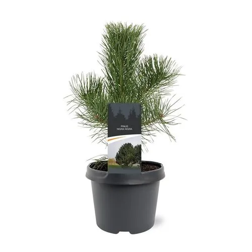 JUNAVERA Pinus nigra subsp. nigra | zwarte den | 45 cm hoog | 19 cm pot