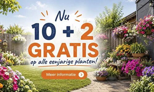 10 + 2 gratis op alle eenjarige planten bij Junai.nl