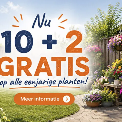 10 + 2 gratis op alle eenjarige planten bij Junai.nl
