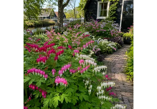 JUNAVERA Dicentra spectabilis gemengde kleuren | Verkoop per stuk | 10 tot 20 cm hoog | 11 cm pot