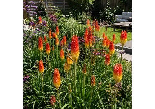 JUNAVERA Kniphofia uvaria mix | per stuk | 11 cm pot | ca. 10 tot 25 cm hoog