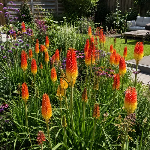 JUNAVERA Kniphofia uvaria mix | per stuk | 11 cm pot | ca. 10 tot 25 cm hoog