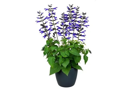JUNAVERA Salvia Salgoon 'Lake Blueberry' | 52 cm hoog | 17 cm pot