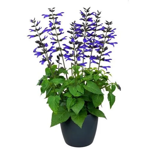 JUNAVERA Salvia Salgoon 'Lake Blueberry' | 52 cm hoog | 17 cm pot