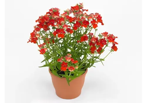 JUNAVERA Nemesia strumosa Angelart Orange | 10 cm pot | ca. 15 cm hoog