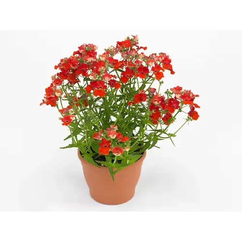 JUNAVERA Nemesia strumosa Angelart Orange | 10 cm pot | ca. 15 cm hoog