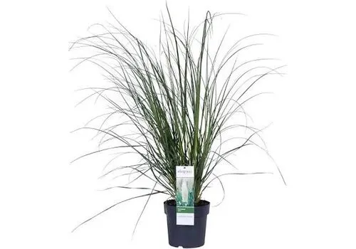 JUNAVERA Cortaderia selloana | Pampasgras | 70 cm hoog | 17 cm pot