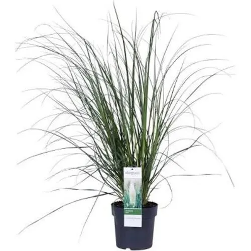 JUNAVERA Cortaderia selloana | Pampasgras | 70 cm hoog | 17 cm pot