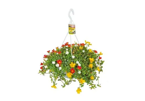 JUNAVERA Portulaca gemengde kleuren | hangpot | ca. 15 tot 20 cm hoog | 19 cm pot