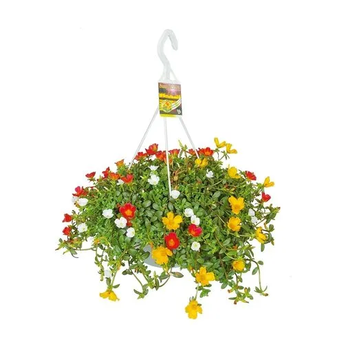 JUNAVERA Portulaca gemengde kleuren | hangpot | ca. 15 tot 20 cm hoog | 19 cm pot