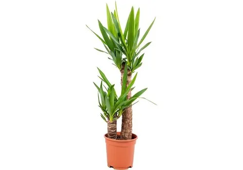JUNAVERA Yucca palmlelie | 2 stammen | pot 17 cm | 80 cm hoog
