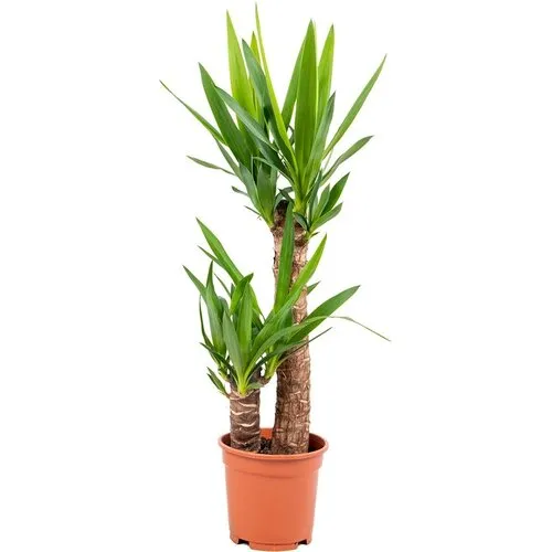 JUNAVERA Yucca palmlelie | 2 stammen | pot 17 cm | 80 cm hoog