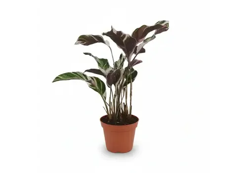 JUNAVERA Calathea White Fusion | 14 cm pot | 40 cm hoog
