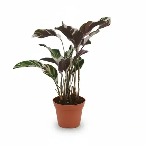 JUNAVERA Calathea White Fusion | 14 cm pot | 40 cm hoog