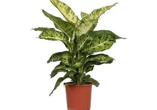 JUNAVERA Dieffenbachia 'Mars' | 17 cm pot | 40 cm hoog