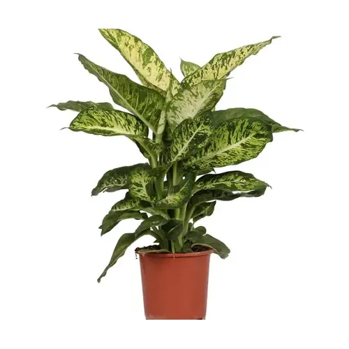 JUNAVERA Dieffenbachia 'Mars' | 17 cm pot | 40 cm hoog