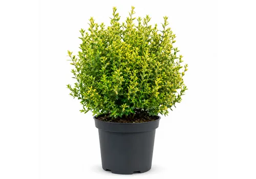 JUNAVERA Myrtus Glanleam Gold | 50 cm hoog | 24 cm pot