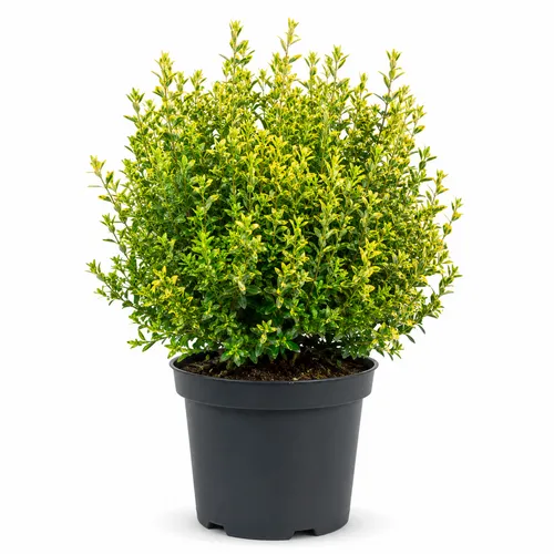 JUNAVERA Myrtus Glanleam Gold | 50 cm hoog | 24 cm pot