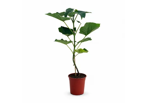 JUNAVERA Paulownia tomentosa | Keizersboom | 110 cm hoog | 24 cm pot