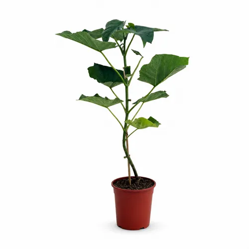 JUNAVERA Paulownia tomentosa | Keizersboom | 110 cm hoog | 24 cm pot