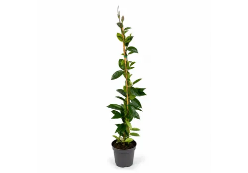 JUNAVERA Trachelospermum jasminoides | Toscaanse jasmijn | 70 cm hoog | 11 cm pot