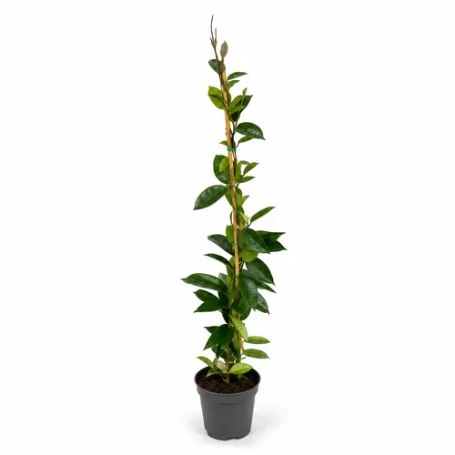 JUNAVERA Trachelospermum jasminoides | Toscaanse jasmijn | 70 cm hoog | 11 cm pot