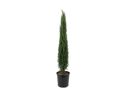 JUNAVERA Cupressus sempervirens 'Totem' | Italiaanse cipres | 100 cm hoog | 21 cm pot