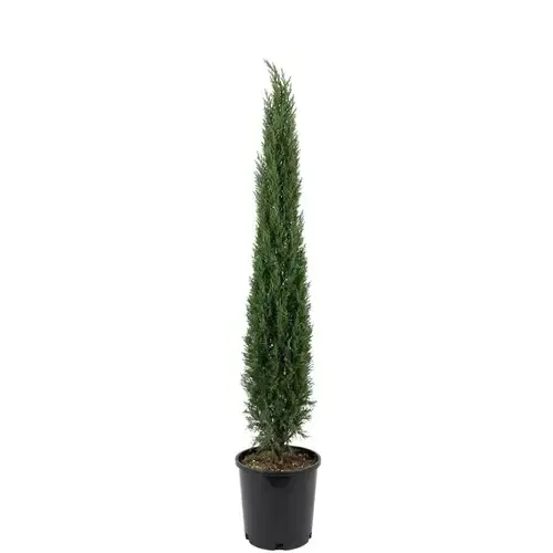 JUNAVERA Cupressus sempervirens 'Totem' | Italiaanse cipres | 100 cm hoog | 21 cm pot