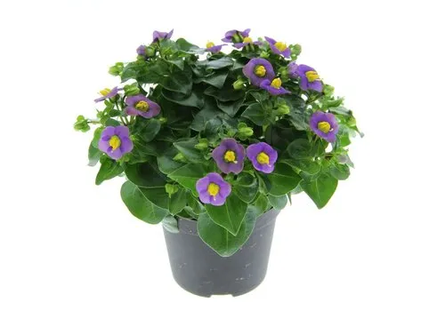 JUNAVERA Exacum affine gemengde kleuren | per stuk | 20 cm hoog | 12 cm pot