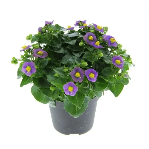 JUNAVERA Exacum affine gemengde kleuren | per stuk | 20 cm hoog | 12 cm pot