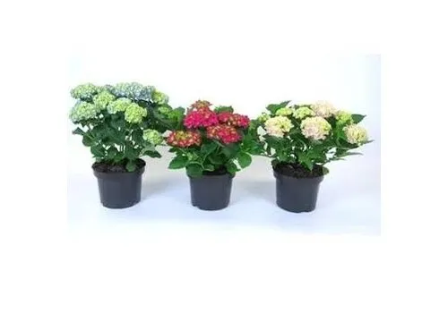 JUNAVERA Hydrangea macrophylla gemengde kleuren | 40 cm hoog | 15 cm pot | Per stuk