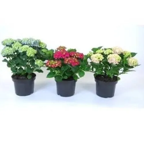 JUNAVERA Hydrangea macrophylla gemengde kleuren | 40 cm hoog | 15 cm pot | Per stuk
