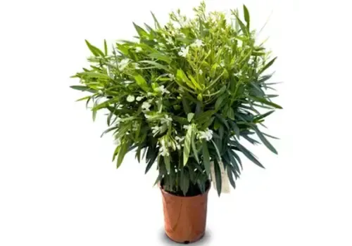 JUNAVERA Nerium oleander | Oleander | 55 cm hoog | 19 cm pot