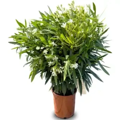 JUNAVERA Nerium oleander | Oleander | 55 cm hoog | 19 cm pot