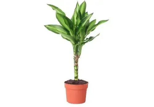 JUNAVERA Dracaena fragrans 'Mass Coast' | 11 cm pot | 50 cm hoog