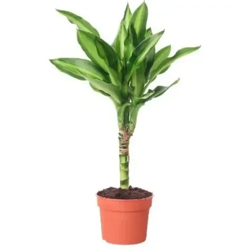 JUNAVERA Dracaena fragrans 'Mass Coast' | 11 cm pot | 50 cm hoog