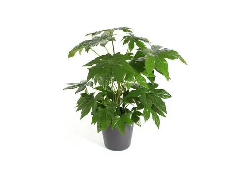 JUNAVERA Fatsia japonica | pot 12 cm | 45 cm hoog