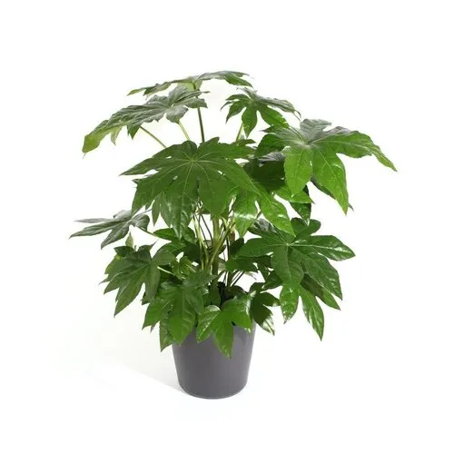 JUNAVERA Fatsia japonica | pot 12 cm | 45 cm hoog
