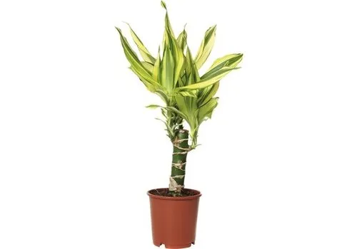 JUNAVERA Dracaena fragrans Yellow Coast | 11 cm pot | 45 cm hoog
