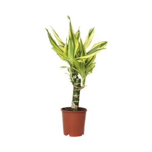 JUNAVERA Dracaena fragrans Yellow Coast | 11 cm pot | 45 cm hoog